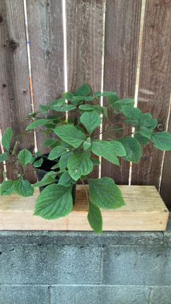 1-Gallon Plant.