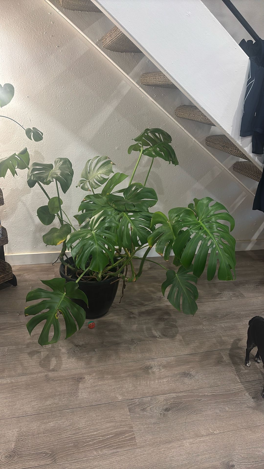 Big Monstera Plant