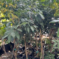 Longan Tree Air Layered 4ft Tall