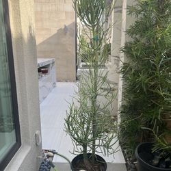 Sticks On Fire succulents 