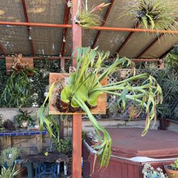 Mature Double Staghorn Fern On Redwood