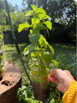 Catnip plant