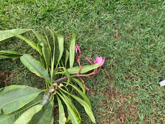 Pink plumeria Tree Cuttings