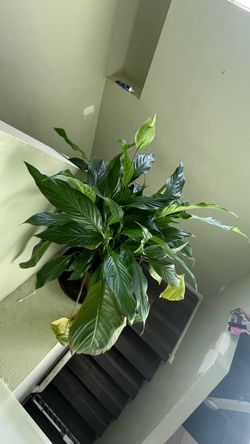 Bundle of 3 Houseplants with Pots – Fiddle-Leaf Fig, Anthurium & Peace Lily