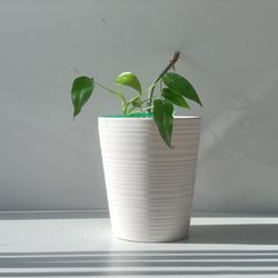 Rare Aroid Philodendron Golden Dragon Plant/ Indoor Plant/ House Plant  Flower Patio Garden 