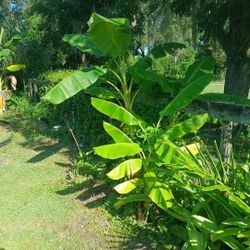 Banana 🍌 Trees $20- $40