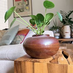 Healthy Pilea Chinese Money Plant in Handmade Signed Studio Pottery / Planter