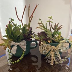 A Mug Full Of Succulents ( New)