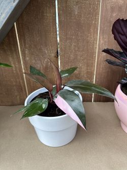 House Plants