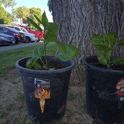 Bendo Estos Plantas De Chile  Diferentes  Clases  $25 