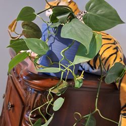 Philodendron Vine House Plant 