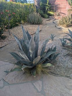 Agave