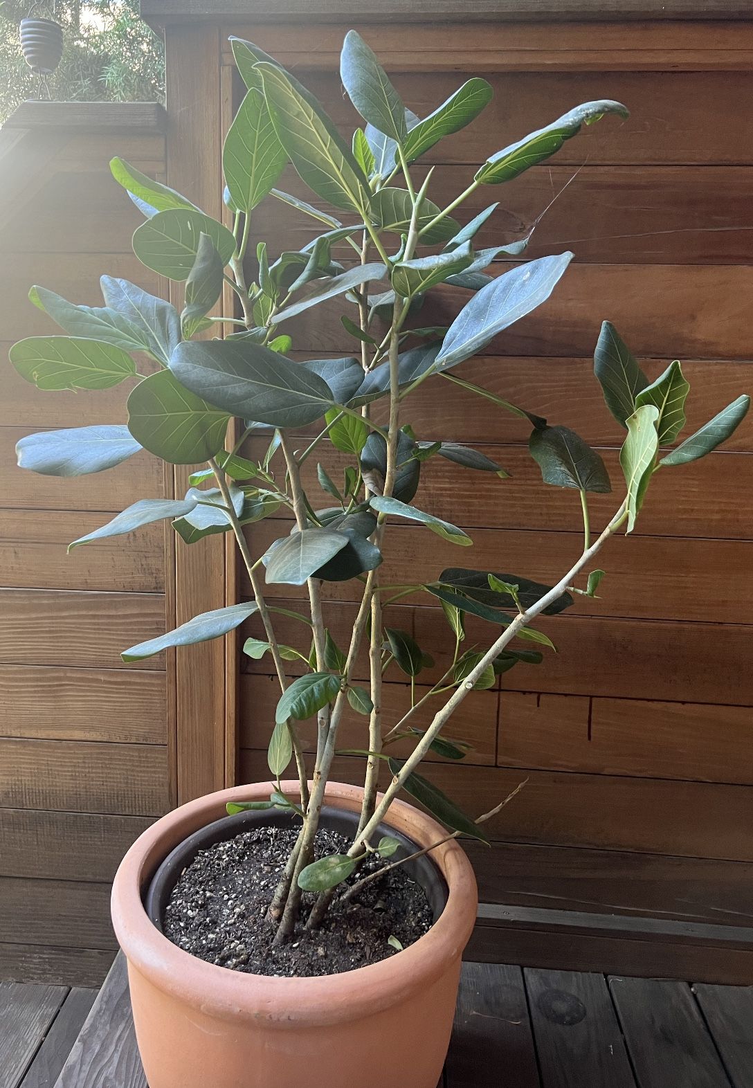 Healthy Ficus Audrey