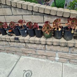 FREE Succulents in Pots