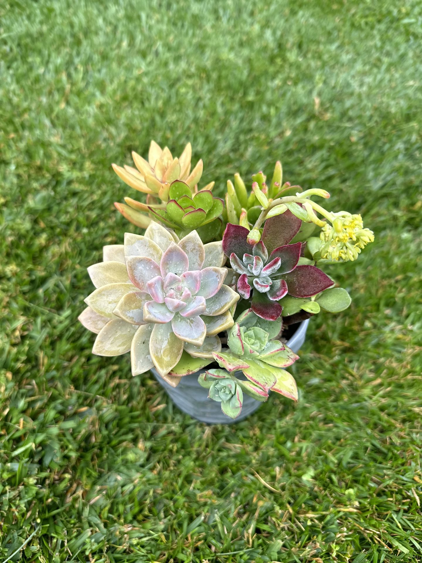Succulents Mother’s Day🎁 