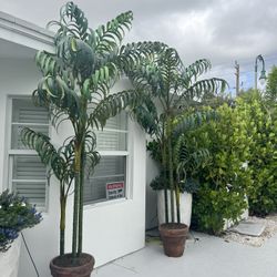 Two Entry Trees Ceramic Pots
