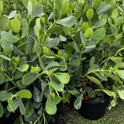 Cousins (Privacy Hedges)