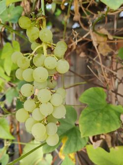 Live Healthy Grape Plants Seedless Sweet 1-gal