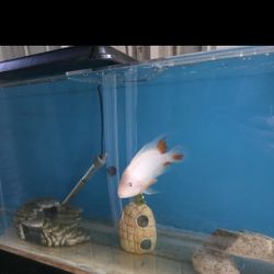 Fish Tank Decor