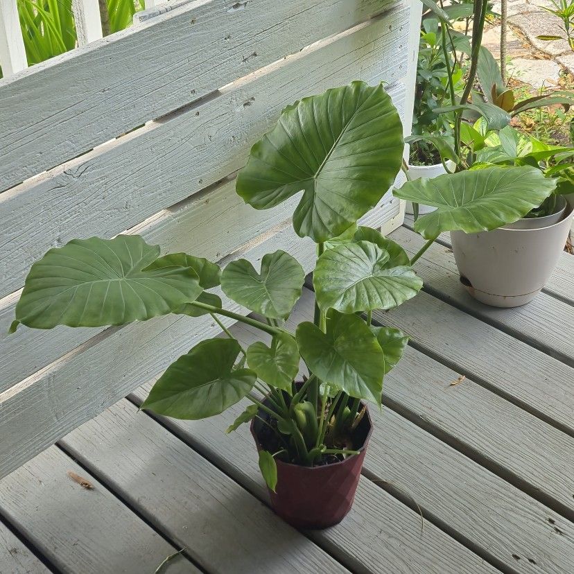 Alocasia Odora Plant