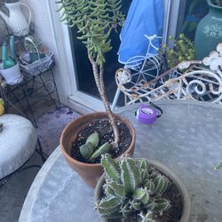 2 Plants Price Of 2 Succulents Cactus 