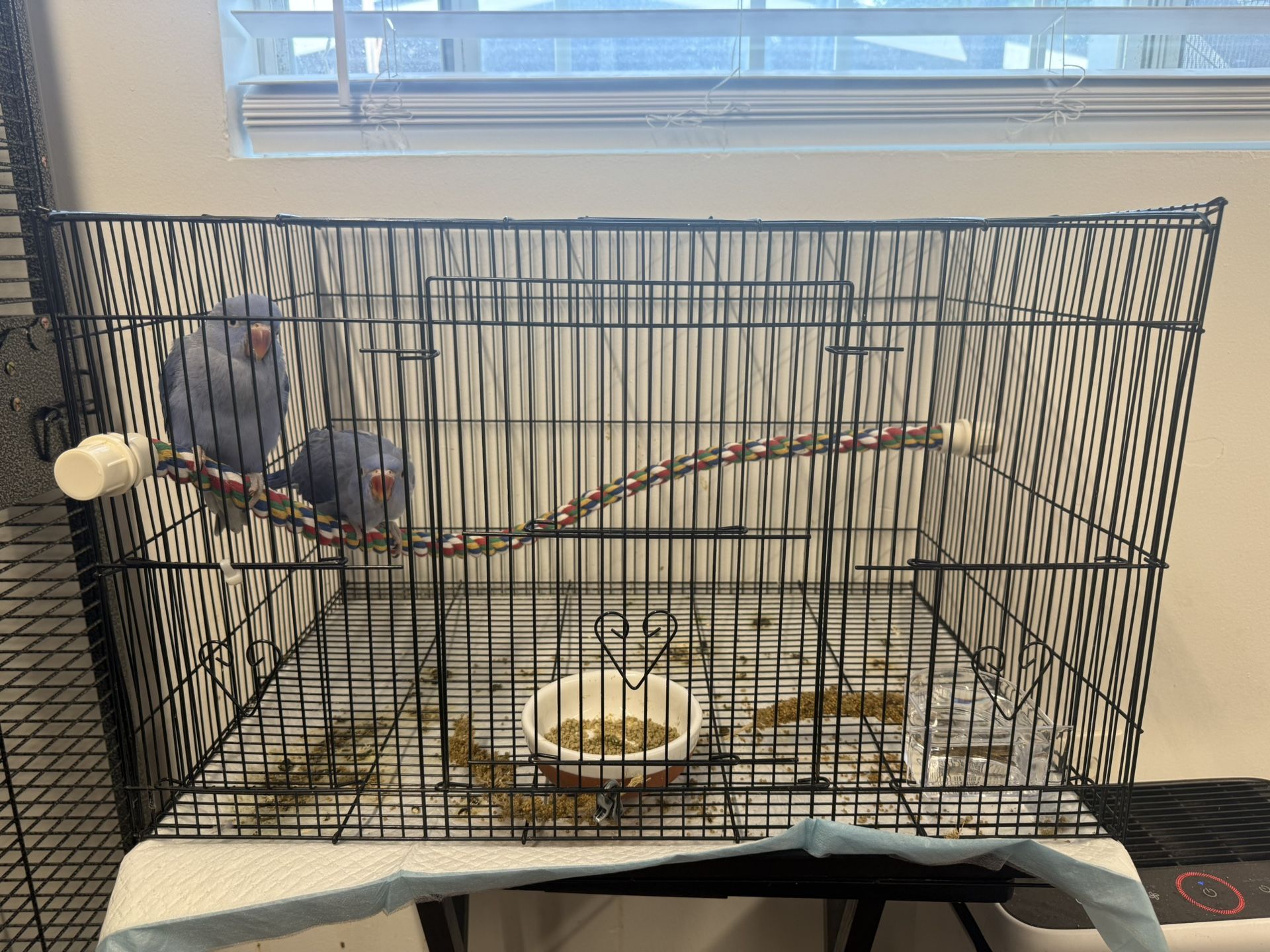 Bird Cage