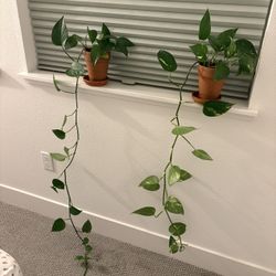 Long Trailing Pothos