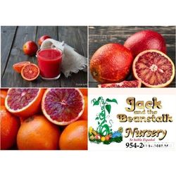Sanguinelli Italian Blood Oranges Grafted Dwarf Trees 3gal 