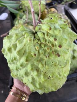 TREE1 AP2 African Pride 2 Atemoya AKA Australian Cherimoya Fruit Tree