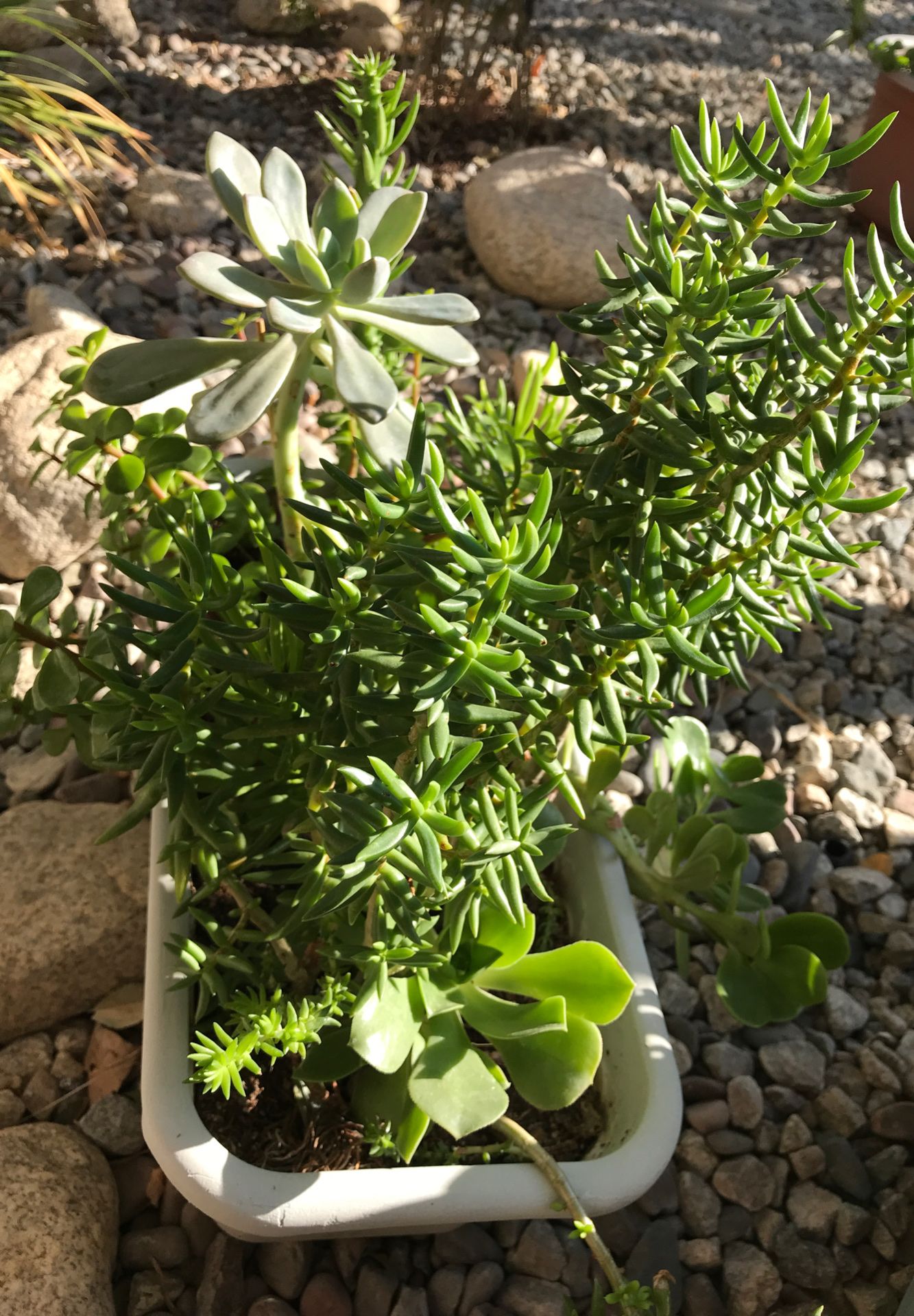 Multiple succulent plants in one rectangular pot