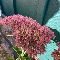 STONECROP - Sedum Plant 