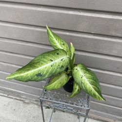 6” dieffenbachia camouflage