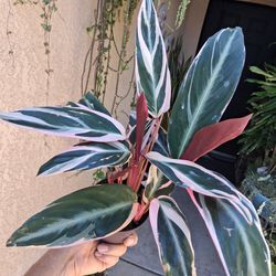 Stromanthe Triostar Plant $20