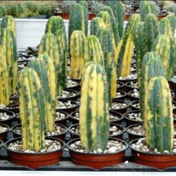 Exotic Variegated San Pedro Cactus 🪴🤍💛