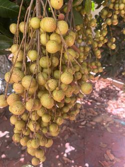 Longan Fresh from the backyard