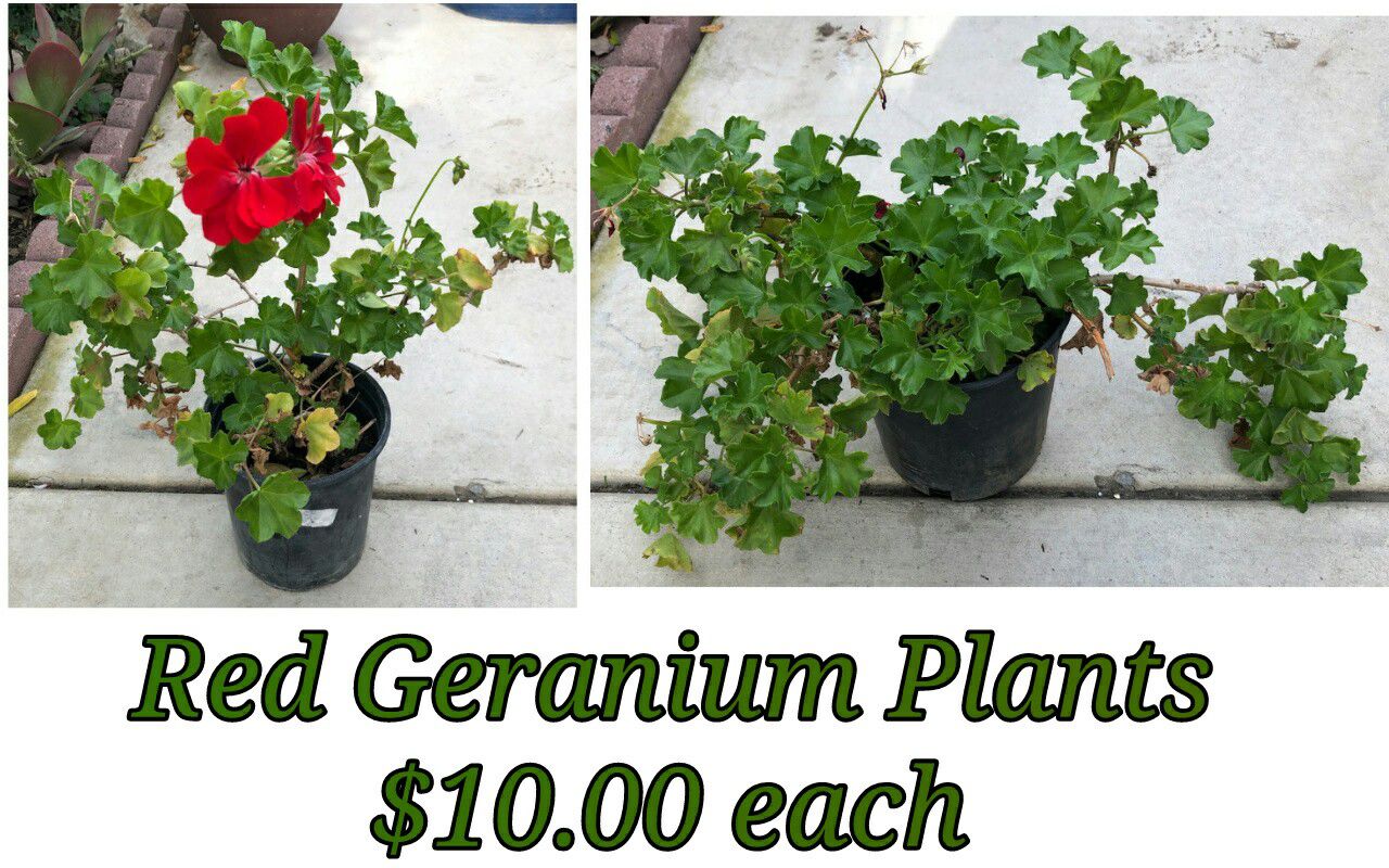 Red geranium plants