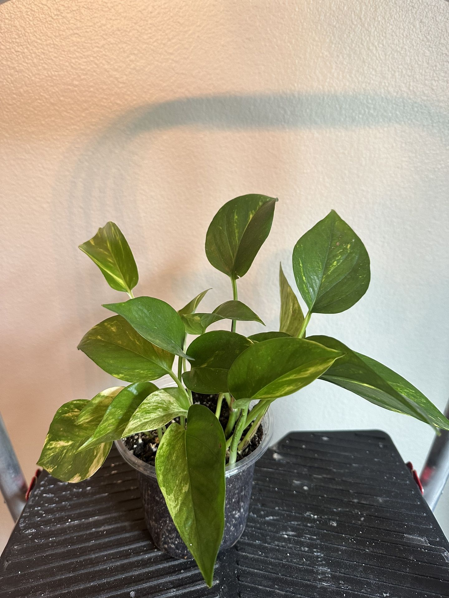 Beautiful Golden Pothos