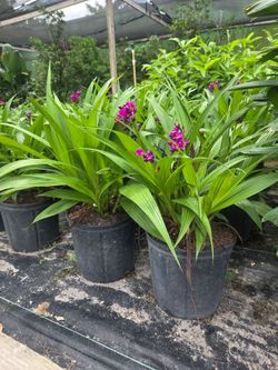 Ground orchid