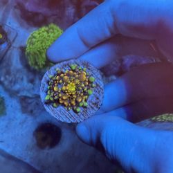 Godzilla Bounce Mushrooms