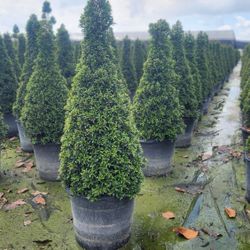 Spectacular Topiary Plants!!! Different Sizes And Prices!! Preguntar Precios Y Tamaños 