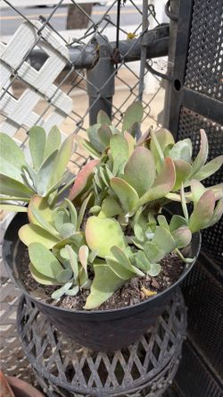 Suculenta $3