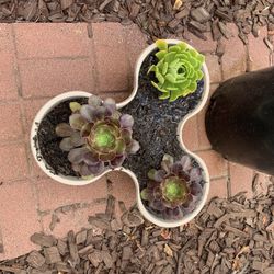 3 Succulents In A Unique Planter.