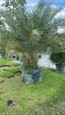 Rubeline Palm - 25 Gallons