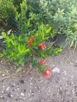 Dwarf Ixora Plants 3gl $6