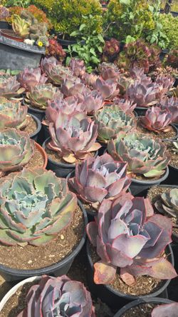 ECHEVERIAS