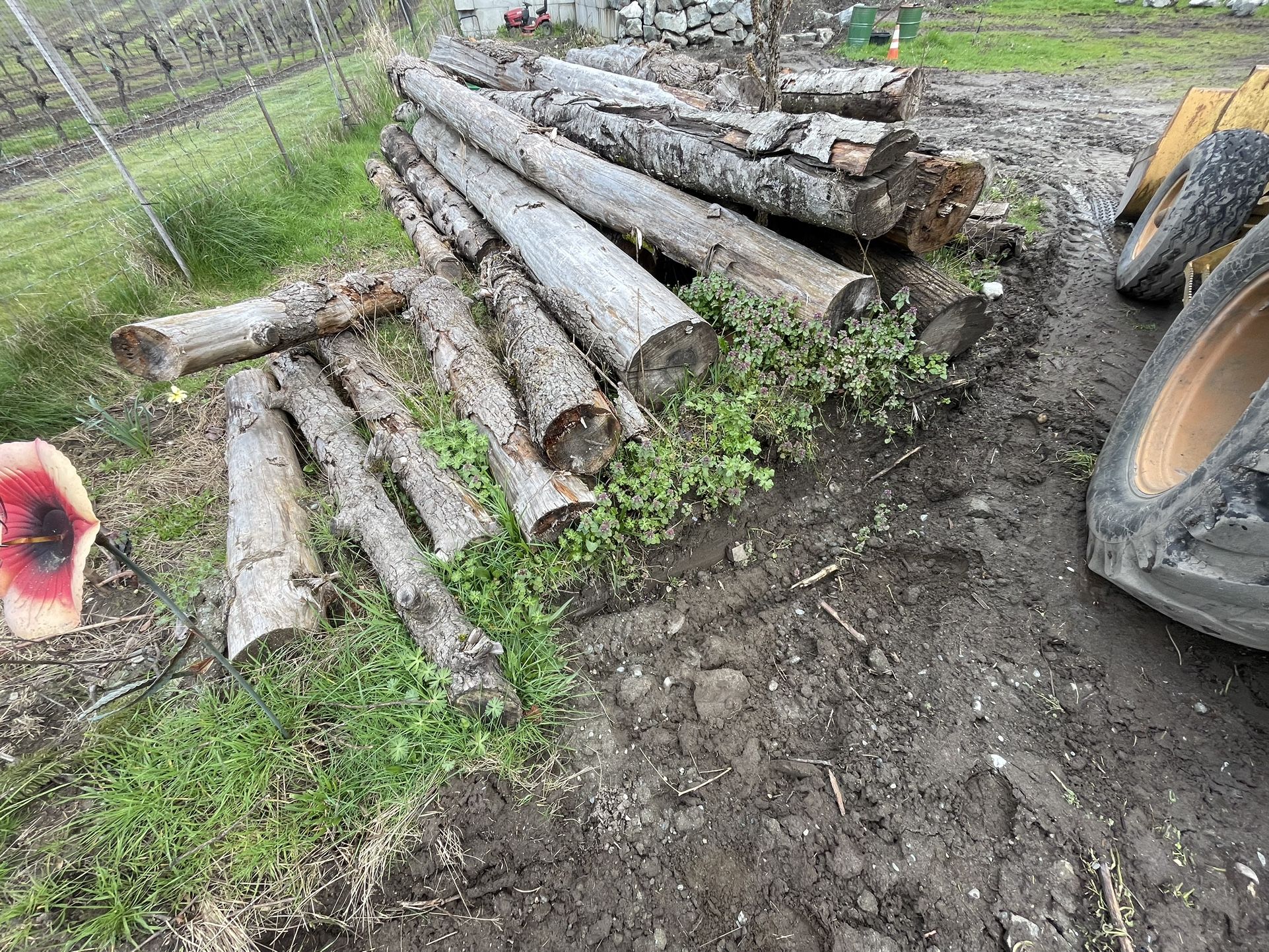 Logs For Sale