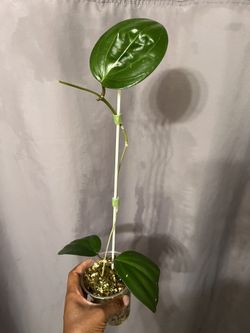 Nicely Rooted Hoya Latafolia  (Formally Known Sarawak)
