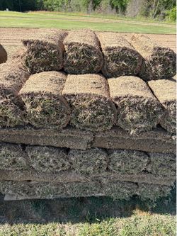 Zoysia sod- $10 each