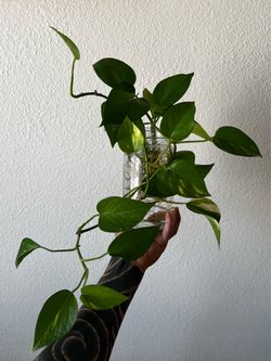 Golden Pothos Cuttings