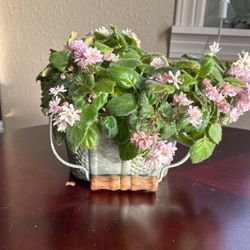 African Violet Flower 🌸 Plants